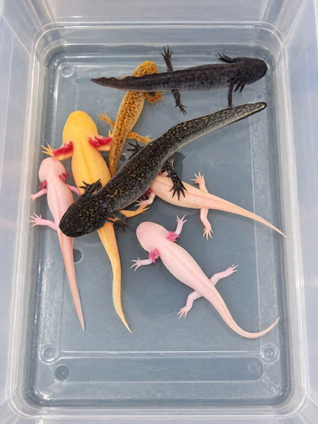 Axolotls &pound;10 each