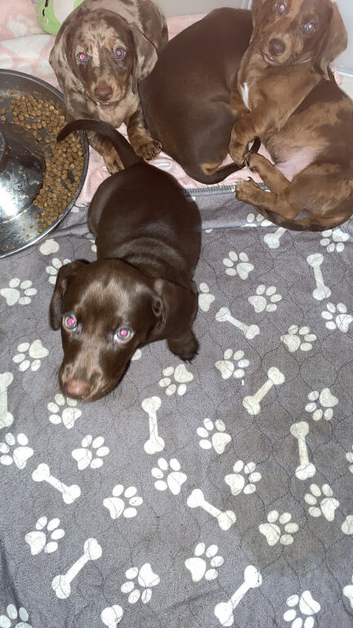 Lovely solid chocolate female