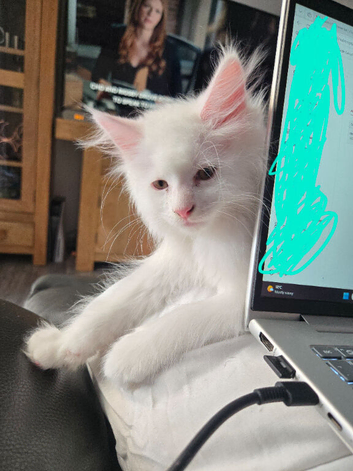 Male Main Coon kitten