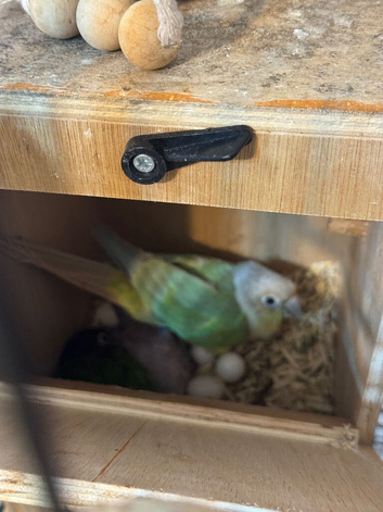 Conures pair