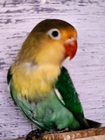 Baby love birds