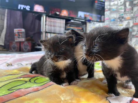 Siamese mix kittens