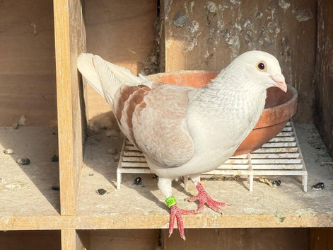 Saddle racing pigeons