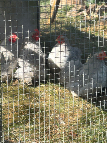 Lavender pekins