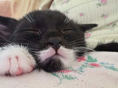5 beautiful kittens ready now