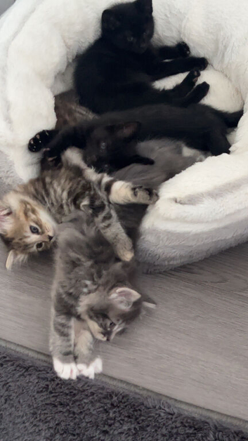 3 beautiful kittens