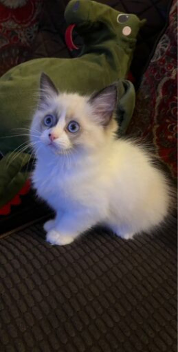 Beautiful baby girl ragdoll