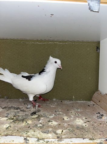 Many pigeons in blackburn