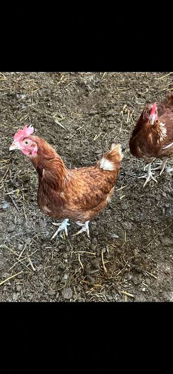 Loman brown laying hens