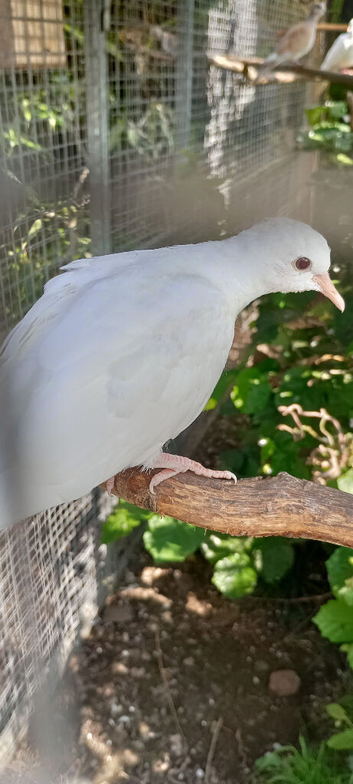 Java doves