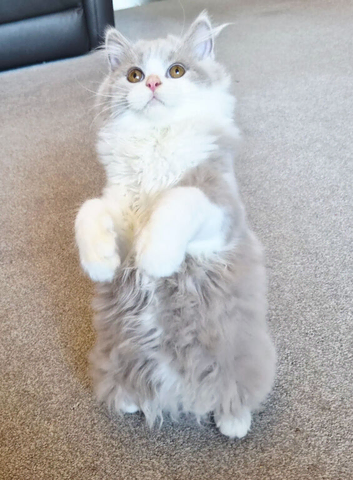 Amazing loving British longhair boy