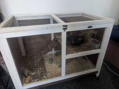 Looking for a girly guinea pig please