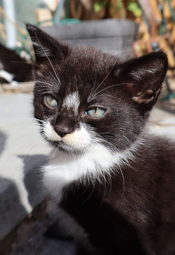 Beautiful mixed breed kittens for sale