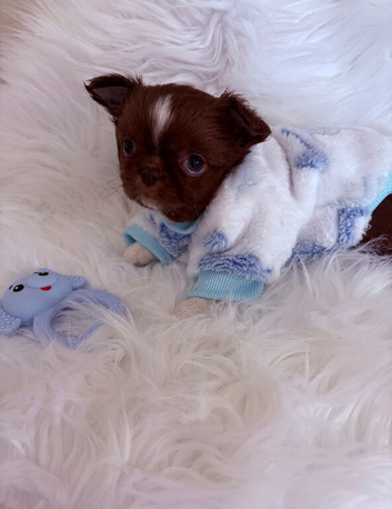 Tiny Chocolate boy