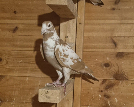 Yellow mueleman racing pigeon for sale