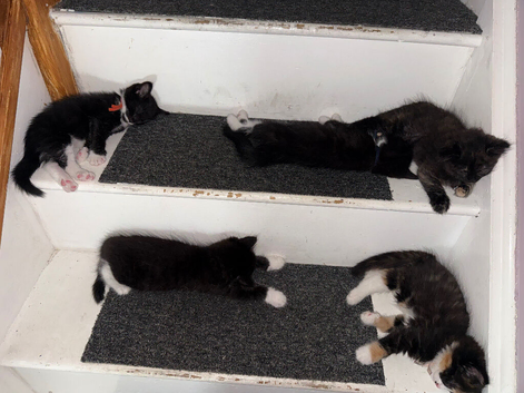 Kittens ready