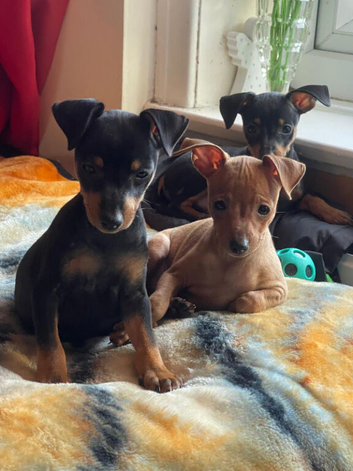 Adorable Miniature Pinscher Puppies