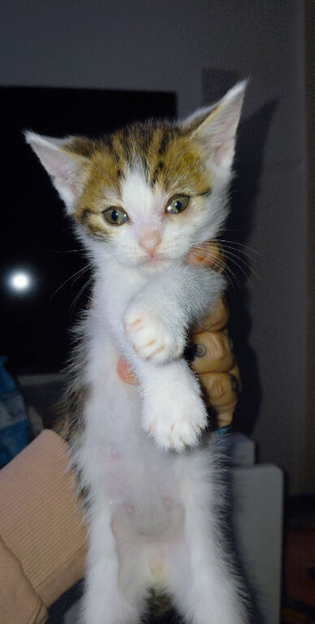 beautiful babies for sale