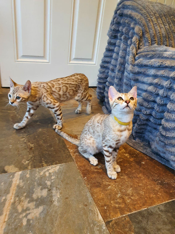 Beautiful TICA Registered Bengal Kittens.