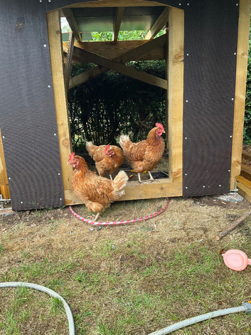 Warren hens x 4