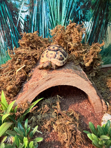 Hermanns tortoise