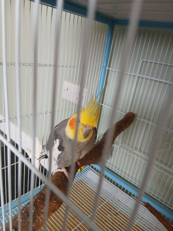 3 year old male cockateil