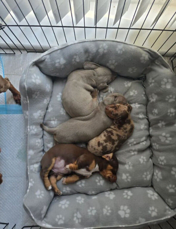 stunning miniature dachshunds puppies for sale