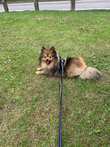 Pomeranian up for stud
