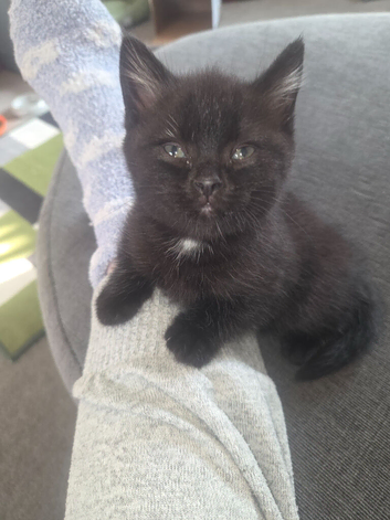 BSH cross male.kitten