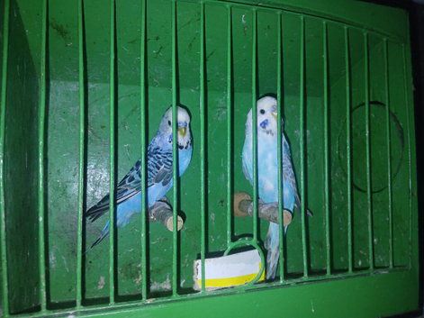 Looking new home 2 young cock budgies