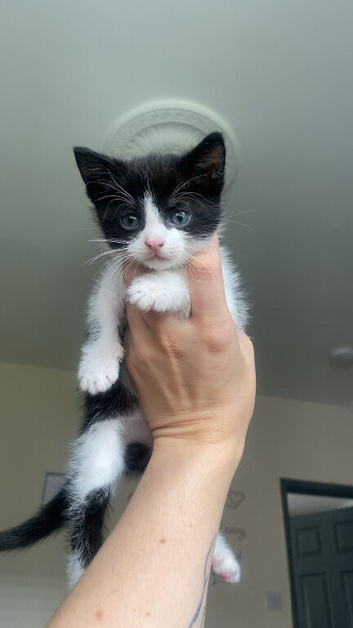 Male kitten