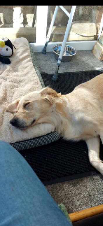 Golden retriever 3 year old
