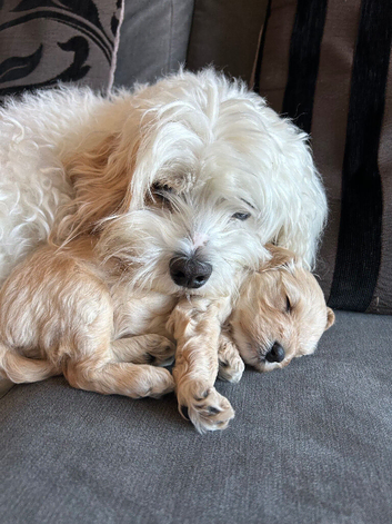 Cavapoo boy