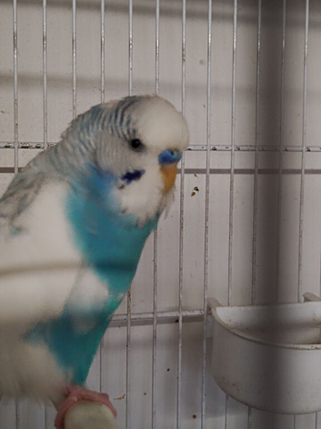 Proven pair of breeding budgies