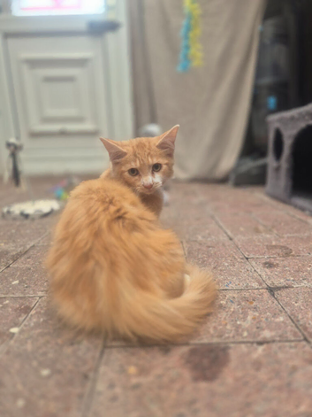 Maine coon kitten