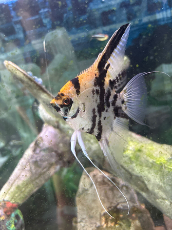 Angel Fish