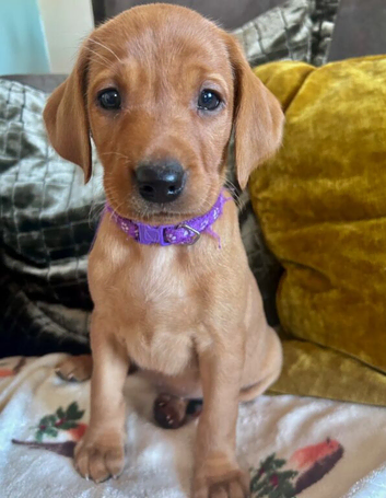 Labrador Retriever Puppies for Sale &ndash; 3 Boys & 6 Girls &ndash; Ready from 9 May 2026