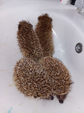 3 Pygmy Hedgehogs Avalible 8 weeks old