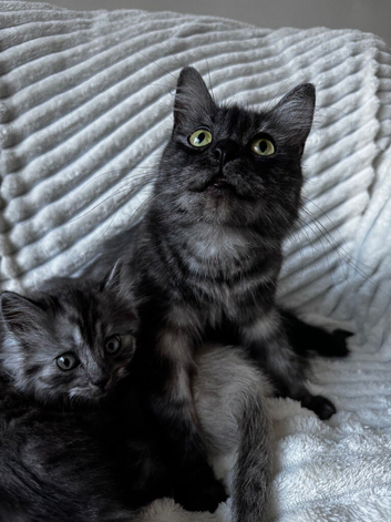 Kittens from loving home