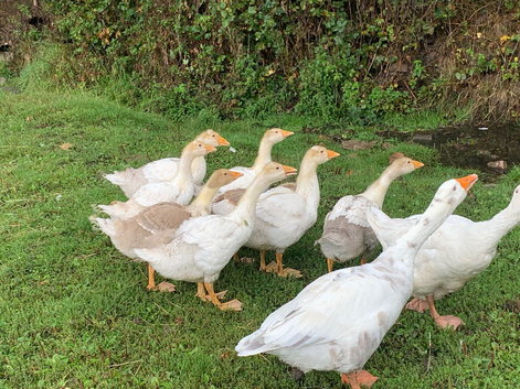 Geese for sale