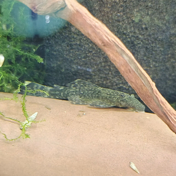 Young plecs ready for new homes