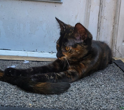Tortoishell girl 9,5 weeks