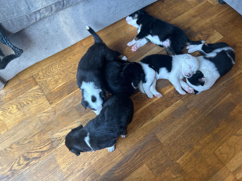 Border collie pups