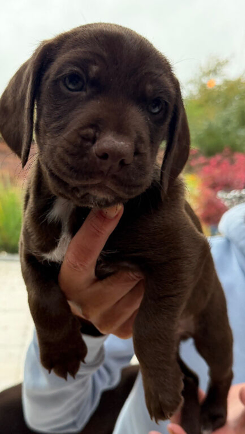 Cocker spaniel patterdale cross puppies. Ready to go!