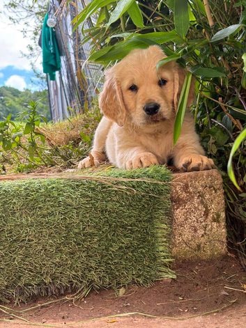 Beautiful litter of golden doors,
