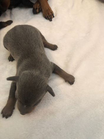 1 blue boy only parents 2.5kg