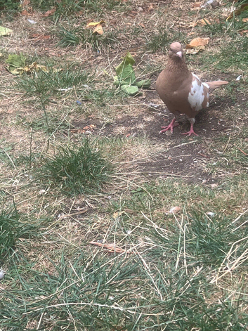 female pigeon