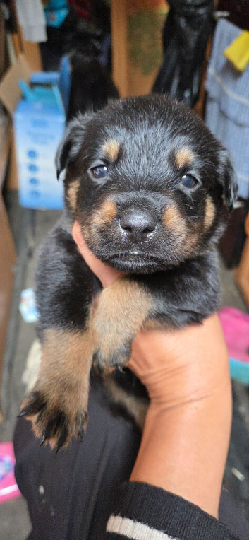 Gorgeous Rottweiler Puppys F1B
