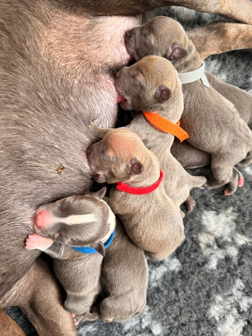 STUNNING BLUE/FAWN & BLUE/WHITE STAFFORDSHIRE BULLTERRIER PUPPIES FOR SALE