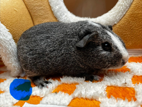 Baby Male Guinea Pigs